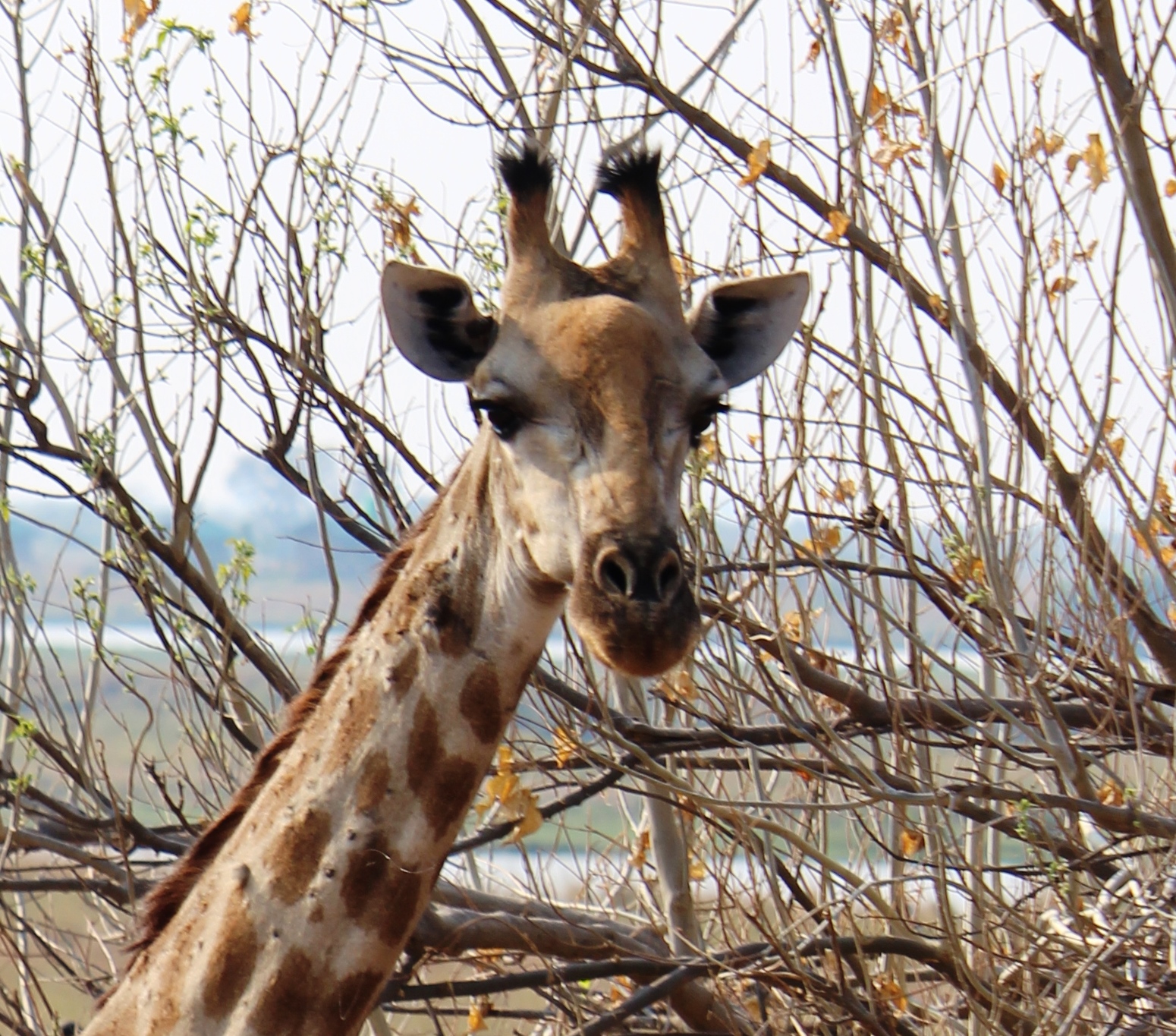 Giraffe